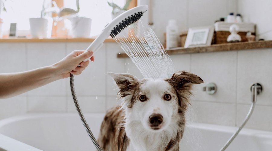 5 důvodů, proč si pořídit speciální sprchovou hlavici pro psy