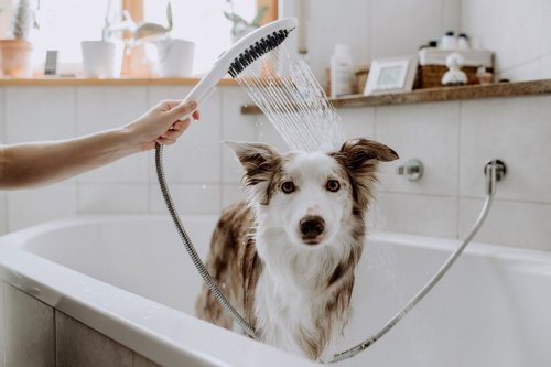 Ruční sprcha pro psy 150 Hansgrohe DOGSHOWER, 3jet, masážní trysky, bílá mat preview
